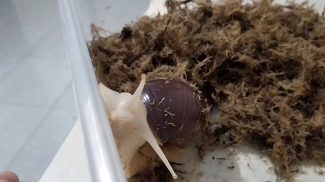 ФАНАТЫ УЛИТОК АХАТИН смотреть онлайн