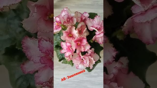 Фиалка АВ-Земляника смотреть онлайн