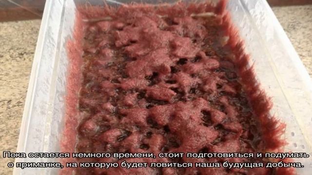 Как развести мотыля в домашних условиях смотреть онлайн
