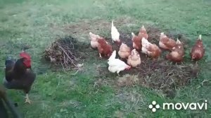 Петух нападает, куры на прогулке.