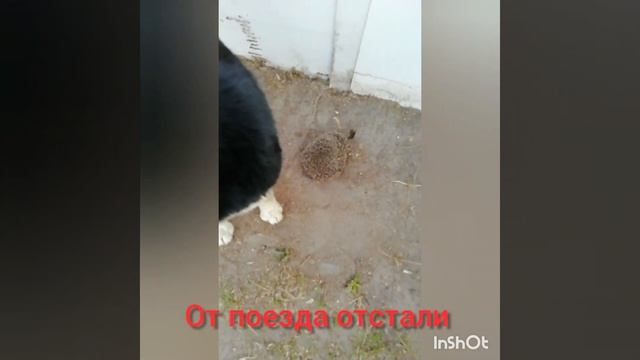 Дачный МАЧО и Друган смотреть онлайн