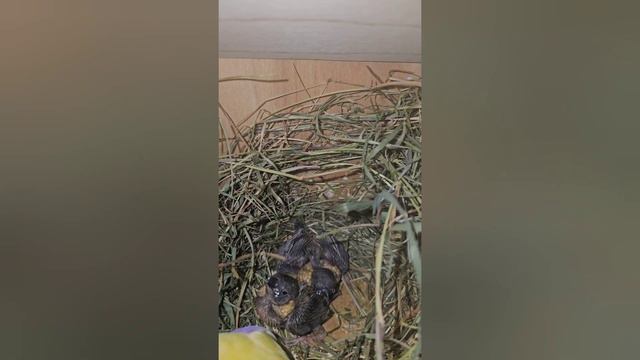 Размножение амадин гульда. От яйца до птенца #amadina #амадины #gouldianfinch #ladygouldian #птицы смотреть онлайн