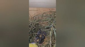 Размножение амадин гульда. От яйца до птенца #amadina #амадины #gouldianfinch #ladygouldian #птицы