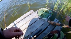 Ловля карася с кладки на пшено.