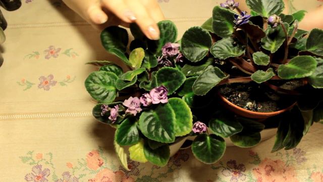 Цветущие фиалки смотреть онлайн
