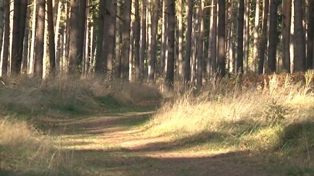 О проекте по благоустройству территории вокруг озера Бушниеку смотреть онлайн