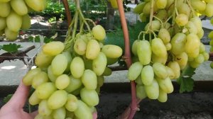 Виноград Бананас. 2022 г
