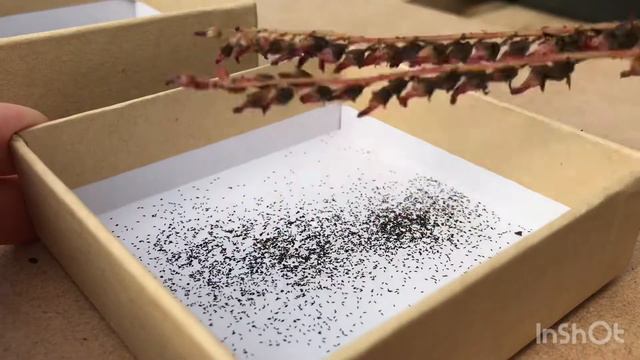 Harvesting and Sowing Drosera Seeds | Sub-Tropical Sundews смотреть онлайн