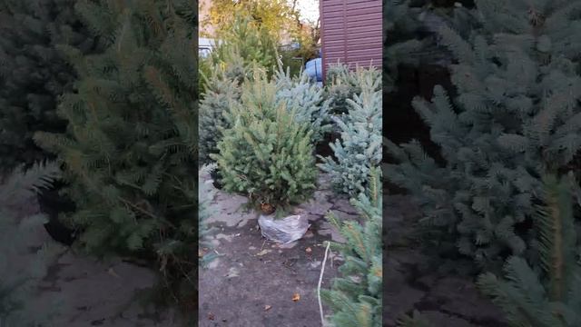 вы такую красоту никогда не видели туя смарагд брабант колумна Самарский питомник хвойников смотреть онлайн