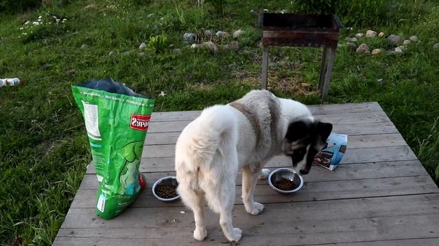 Четвероногий гурман или Виннер? Что понравится собаке? смотреть онлайн