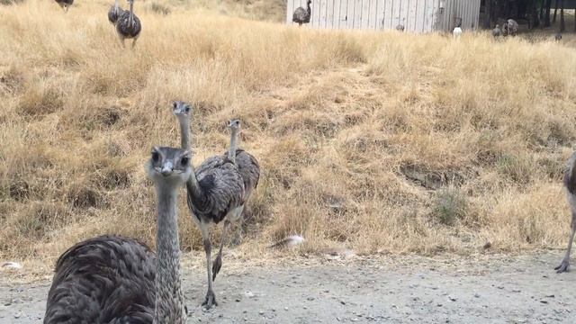 WILDLIFE SAFARI - Winston OR - Drive Through Wild Game Park - Oregon Attractions for Families смотреть онлайн