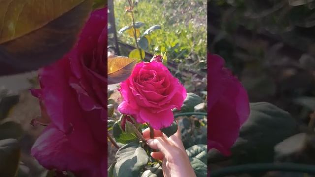 Биг Перпл ещё одна #красотка в моём розарии, все таки #розы шикарные #цветы смотреть онлайн