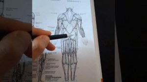 Седалищный нерв | Грушевидная мышца | Массаж | Упражнение