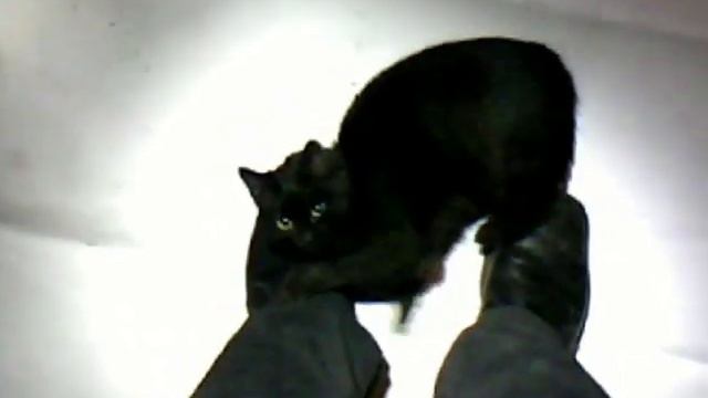 Кошкины потирушки. смотреть онлайн