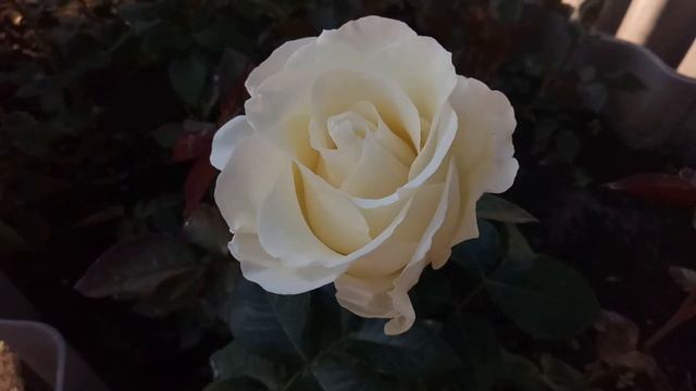 Обзор чайно-гибридных роз сорта Мондиаль смотреть онлайн