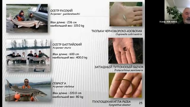 Рыбы Беларуси и места их обитания смотреть онлайн