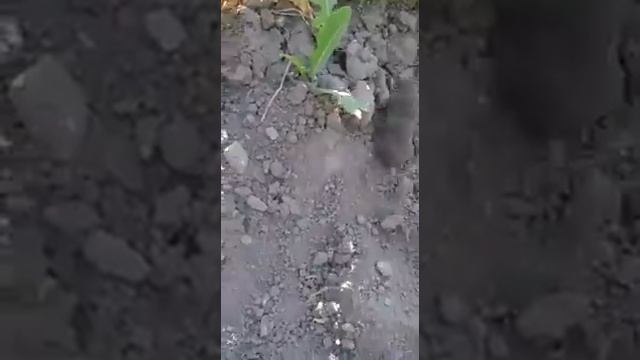 Турбо крот смотреть онлайн