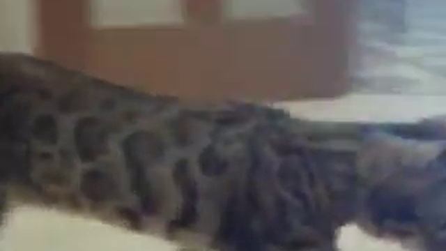 Котик ест
