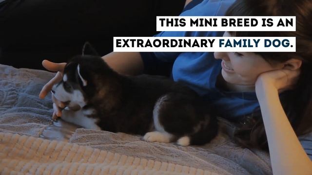 Miniature Husky: The Complete Video Guide to The Pocket-Sized Siberian Husky! смотреть онлайн