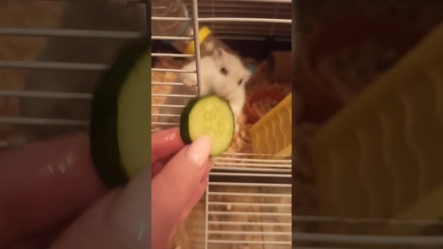 Снежок??#хомяк#животные#хомки#топ#рек#огурец#hamster#home#animals#ArtD#клетка#грызет#люблю#втоп#вре смотреть онлайн
