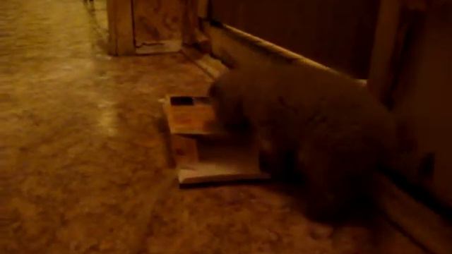 Буська - котопёс смотреть онлайн