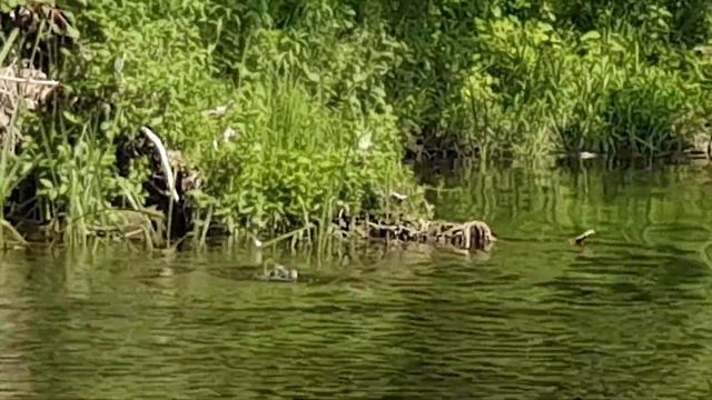 Старик ловил шуку а поймал гусенка Serija 2 смотреть онлайн