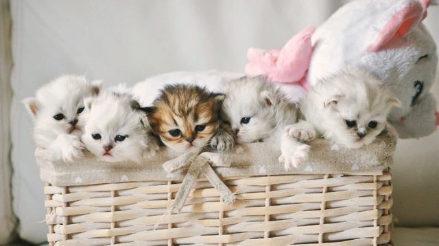 Мурлыканье кошки/3D звук смотреть онлайн