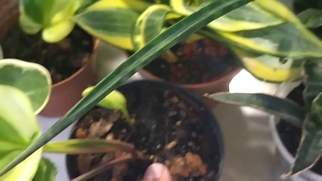 Самые разные комнатные растения на выставке. смотреть онлайн