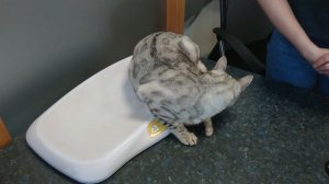 Прививка коту от бешенства.