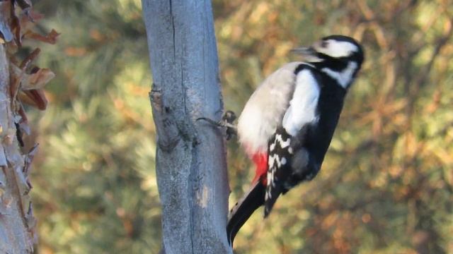 Большой пестрый дятел добывает еду смотреть онлайн