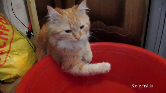 Медитация по-кошачьи | Meditation From The Ginger Cat