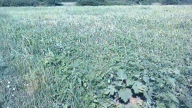 Начинаем косить люцерну и суданку. смотреть онлайн