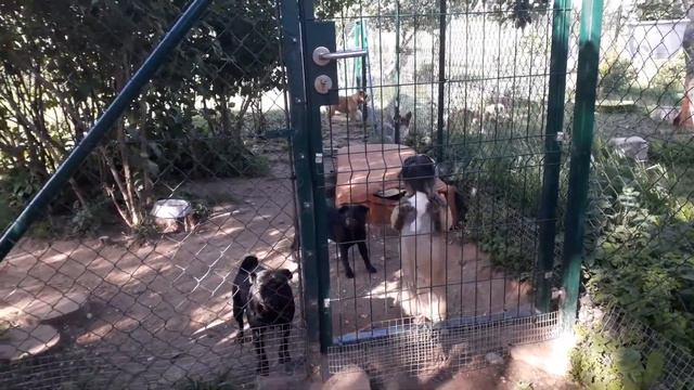 Утро в питомнике смотреть онлайн