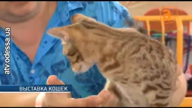Пушистые, хвостатые, мяукающие красавцы — Международная выставка кошек в Одессе смотреть онлайн