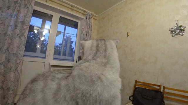 Влог. Вечерний кот на столе. #cat #кот #мойкот смотреть онлайн