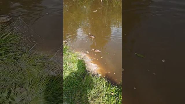 Лао Цзи и утки смотреть онлайн