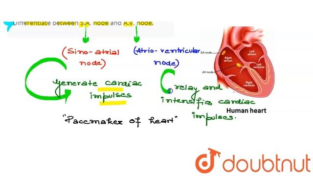 Differentiate between S.A. node and A.V. node. | CLASS 11 | BODY FLUIDS AND CIRCULATION | BIOLO... смотреть онлайн