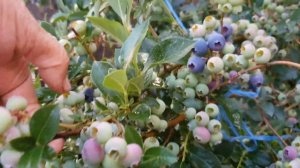 На каких сортах голубики уже есть спелая ягода в подмосковье.