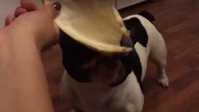 Французский бульдог играет с костью смотреть онлайн