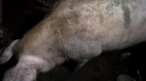 Заболела свинья ,не беда,лечение свиноматки в домашних условиях.