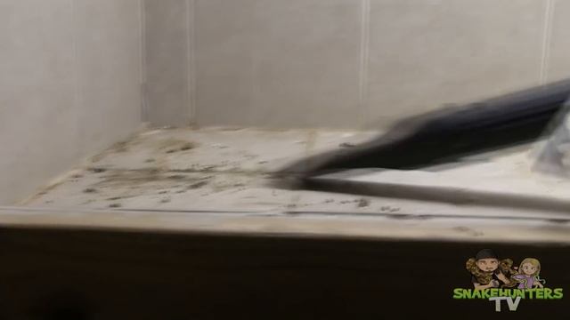 DIRTY JOBS | Big Snake (Python Cleaning) смотреть онлайн