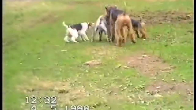 Фокстерьер Аякс 3 часть. смотреть онлайн