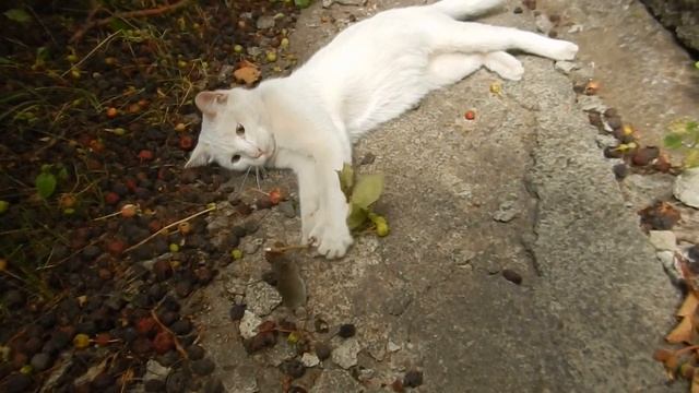 Кошка начала ловить мышей !  Кот научил!