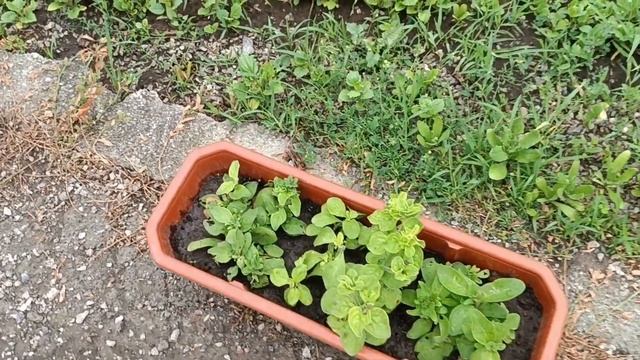 Садимо квіти петунії,калачики . Підставки ручної роботи.