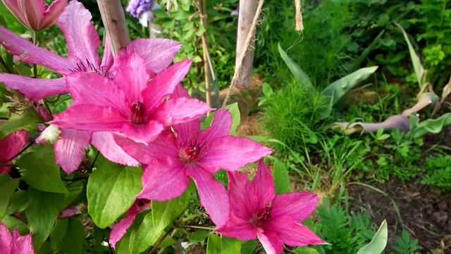 ? Клематис в стихах Цветет клематис смотреть онлайн