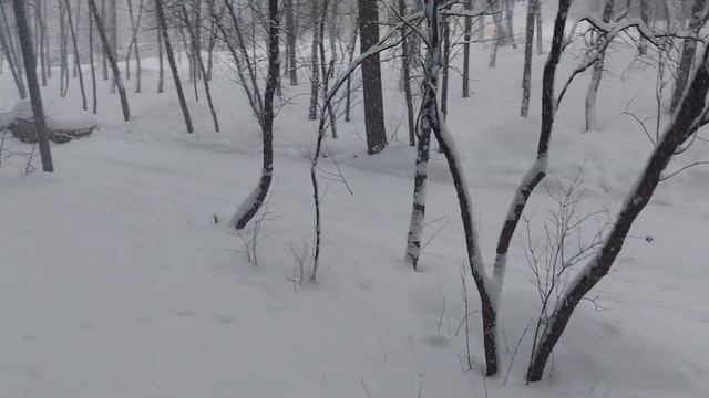 Снегопад в Москве (07.02.2024) смотреть онлайн