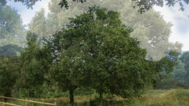 Eman Daraxtining Foydali Xususiyatlari