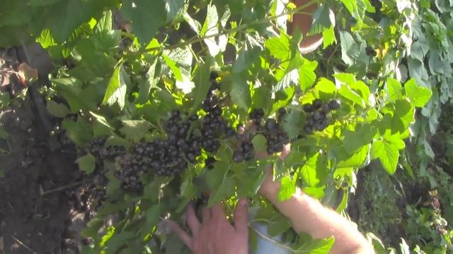 @Черная смородина отзыв Смородина Селеченская 2 смотреть онлайн