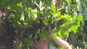 @Черная смородина отзыв  Смородина Селеченская 2