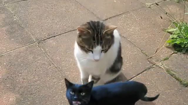 Котики мяукают смотреть онлайн